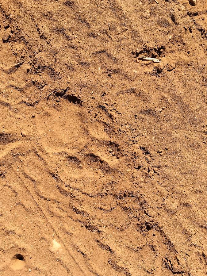 Lions Place Grietjie Game Reserve Bagian luar foto