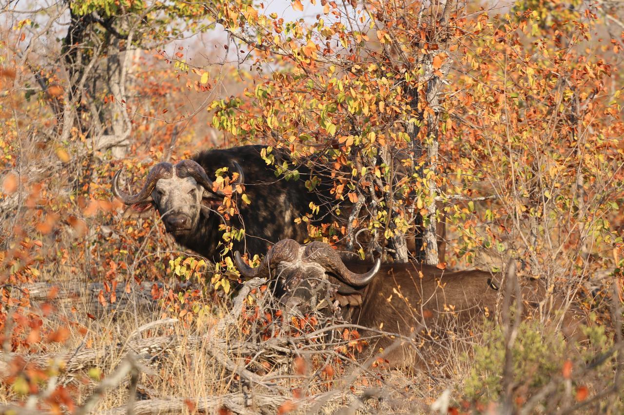 Lions Place Grietjie Game Reserve Bagian luar foto