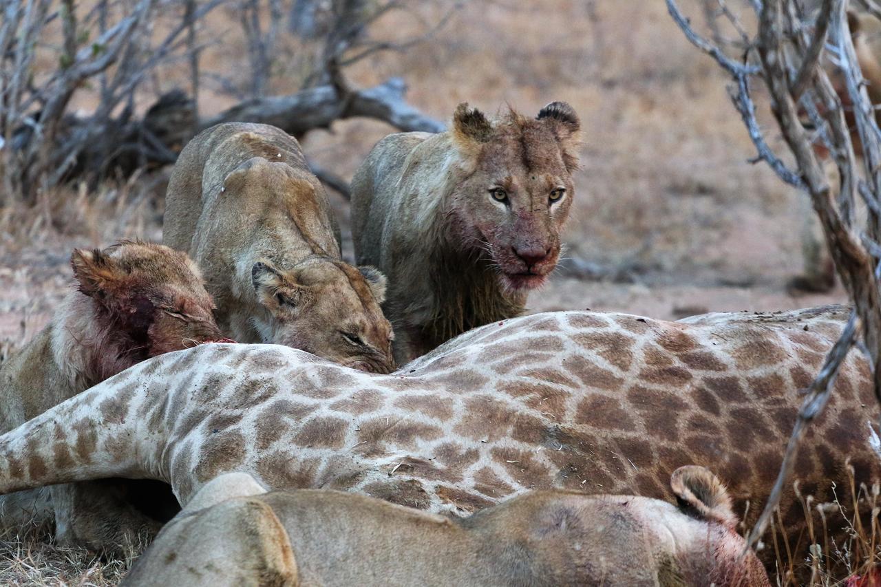 Lions Place Grietjie Game Reserve Bagian luar foto