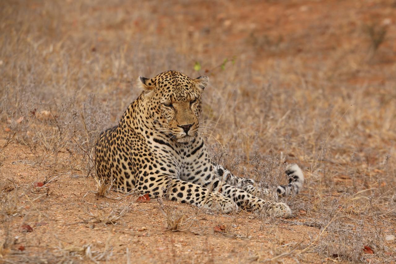 Lions Place Grietjie Game Reserve Bagian luar foto