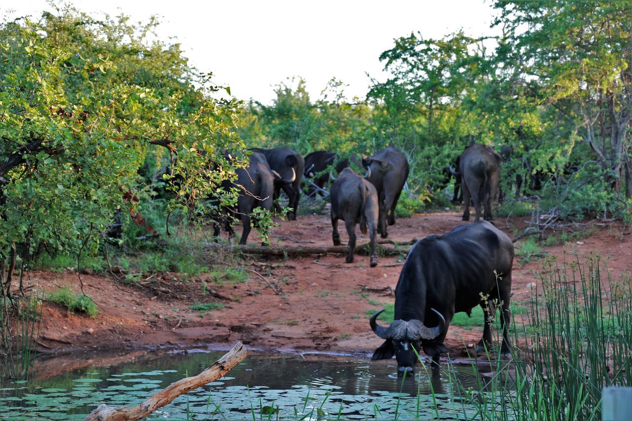 Lions Place Grietjie Game Reserve Bagian luar foto