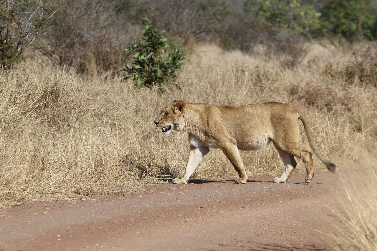 Lions Place Grietjie Game Reserve Bagian luar foto