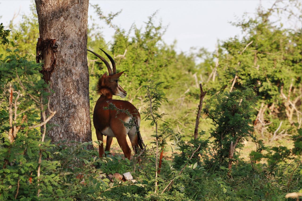Lions Place Grietjie Game Reserve Bagian luar foto
