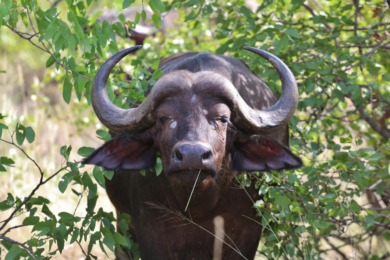 Lions Place Grietjie Game Reserve Bagian luar foto